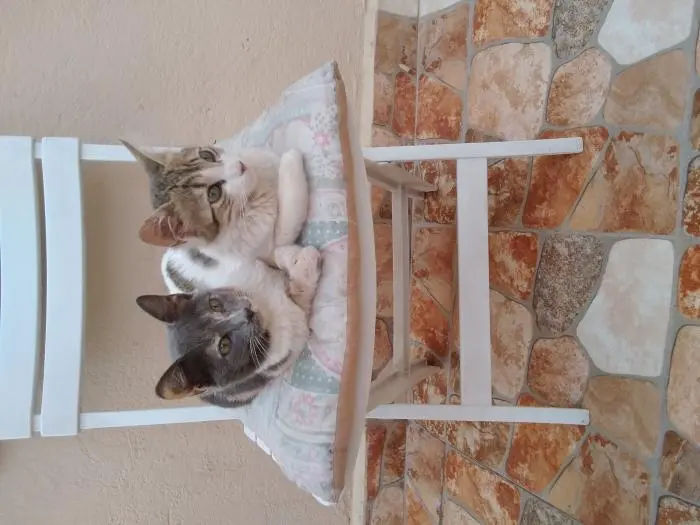 Familles d'accueil à Marrakech pour 2 chatons sœurs de 5 mois