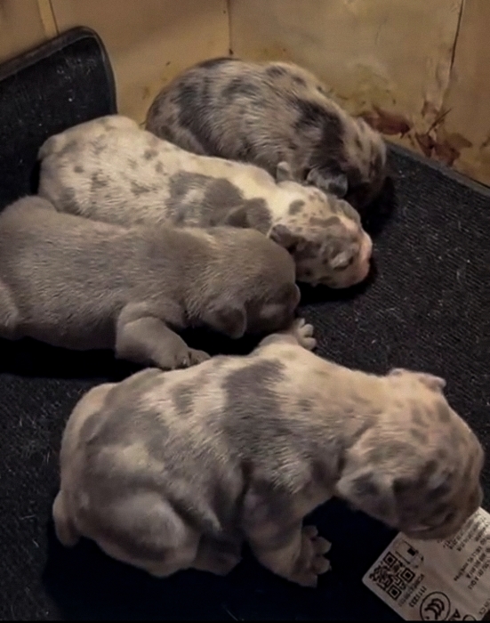 Bulldog Exotique 💥