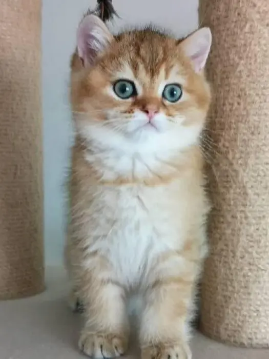 Chaton à vendre à prix très intéressant