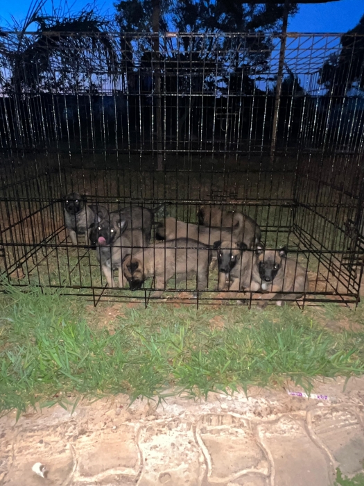 Berger Belge Malinois 🐾