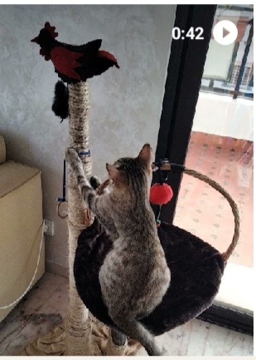 Cherche un adopteur pour chat