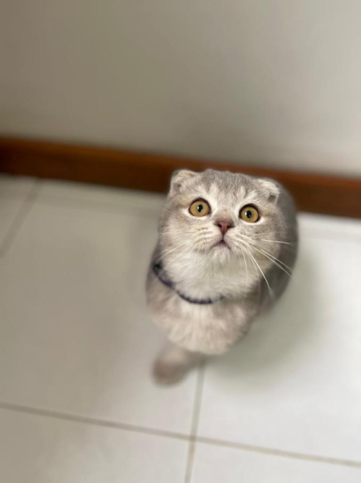 Sweet scottish fold pure race