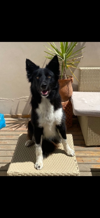 Border colie femelle