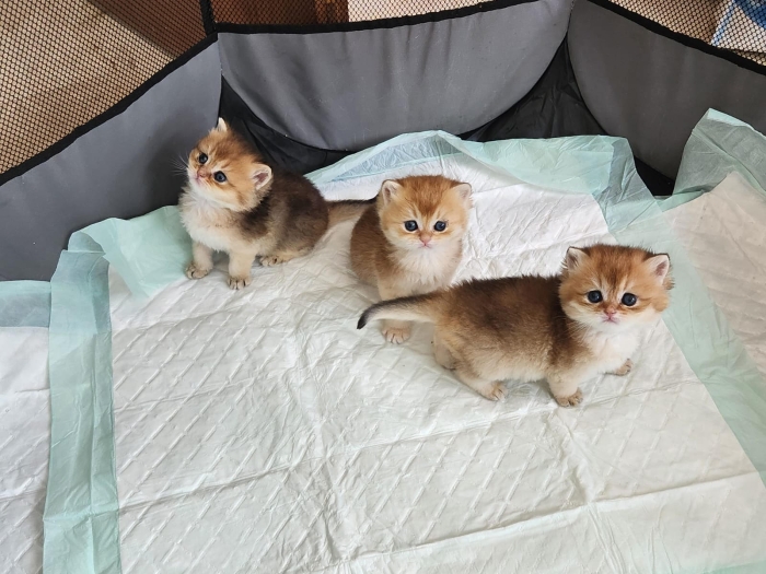 Chatons Britishs Golden NY 25