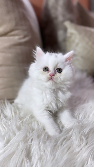 Persian chinchila et exotic