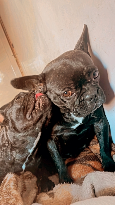 Bouledogue français