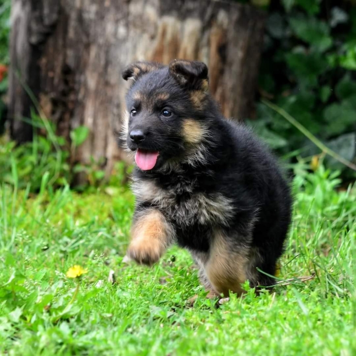 Berger Allemand 💥