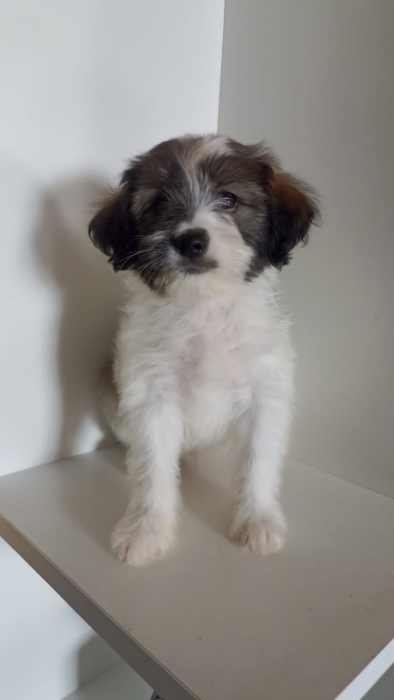 Chiot 2mois et demi Bichon Caniche