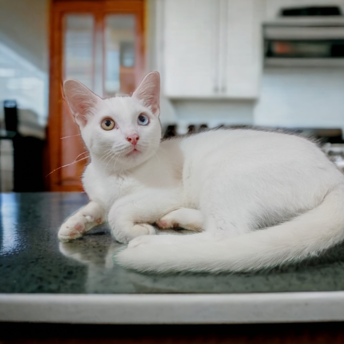 Angora mâle et femelle yeux différents