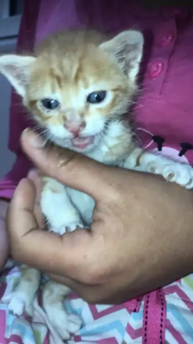 قط للتبني في كازا الحي المحمدي