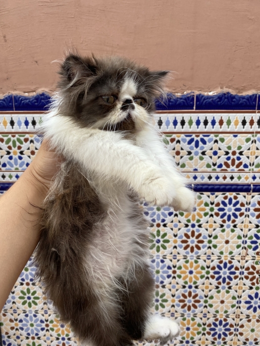Chaton persan