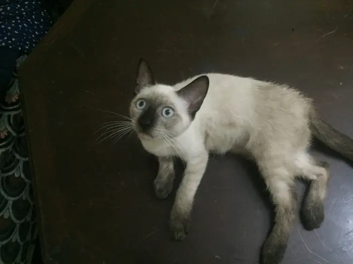 Siamois mâle pour adoption à casa