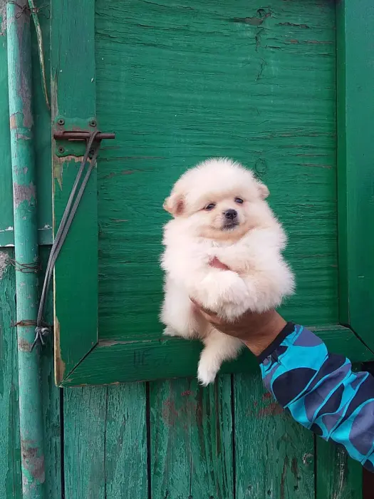 Spitz mâles et femelles