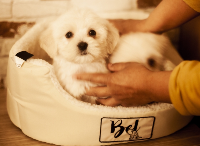 disponible chiots bichon maltais pur race