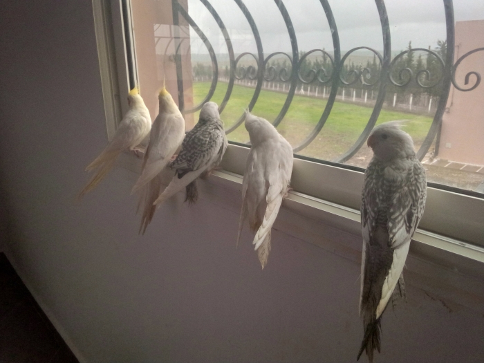 CALOPSITTE كالوبسيت