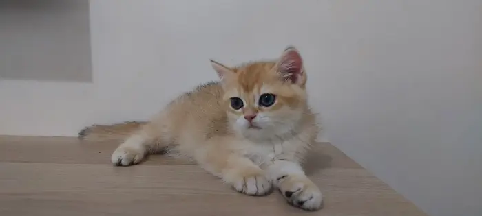 Chatons pure race Golden British