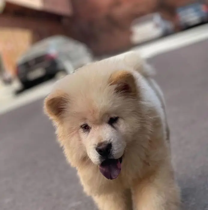 Chow-chow femelle et mâle