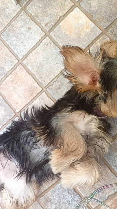 Chiot Yorkshire à vendre