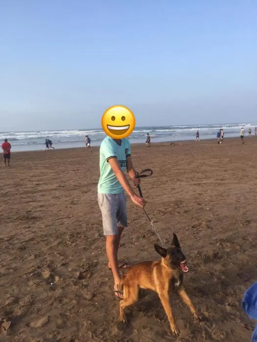 MALINOIS MALE 4MOIS ET DEMI