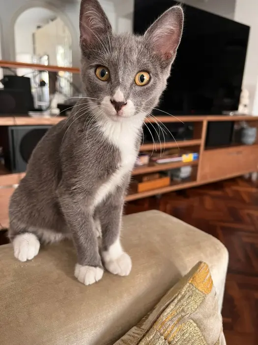 Chats à offrir suite à une portée