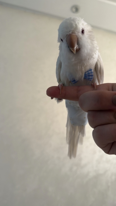 Magnifique perroquet albinos quaker a vendre🤍🦜