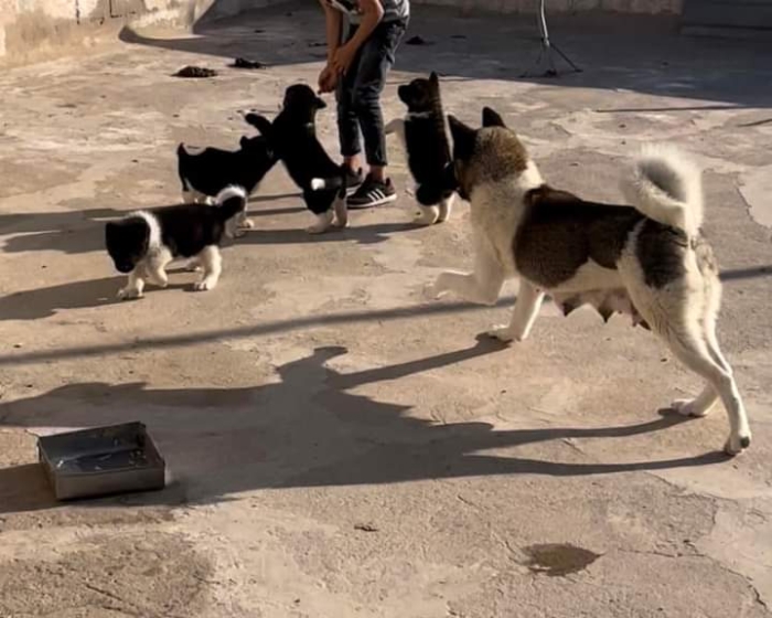 Disp chiot akita américain top d top