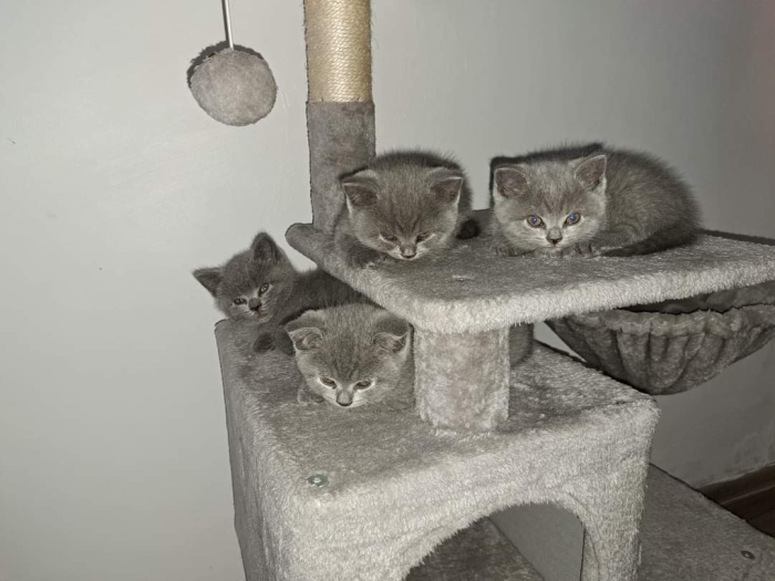 scottish straight&british shorthair