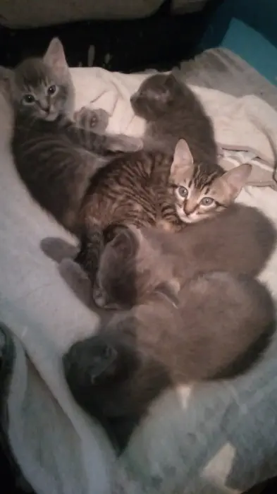 Chatons à adopter (gratuit)