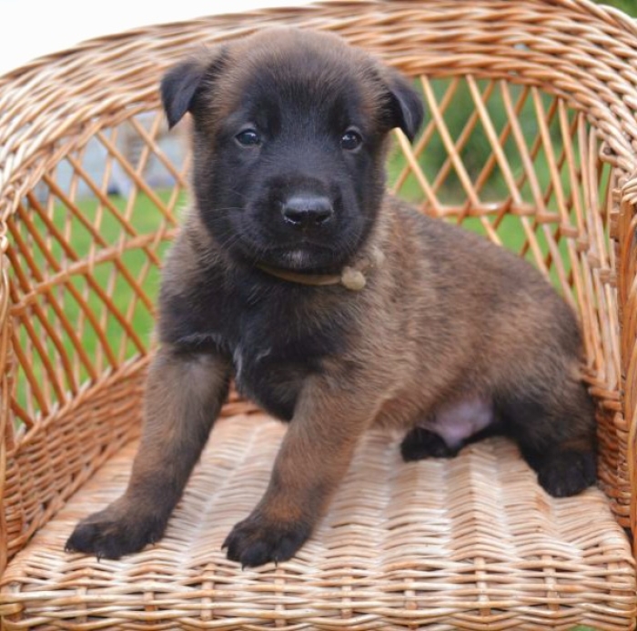 Chiot malinois charbonné