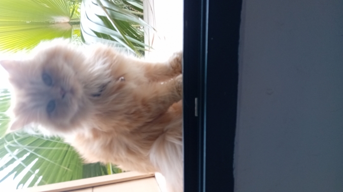 Magnifique chats persan à vendre