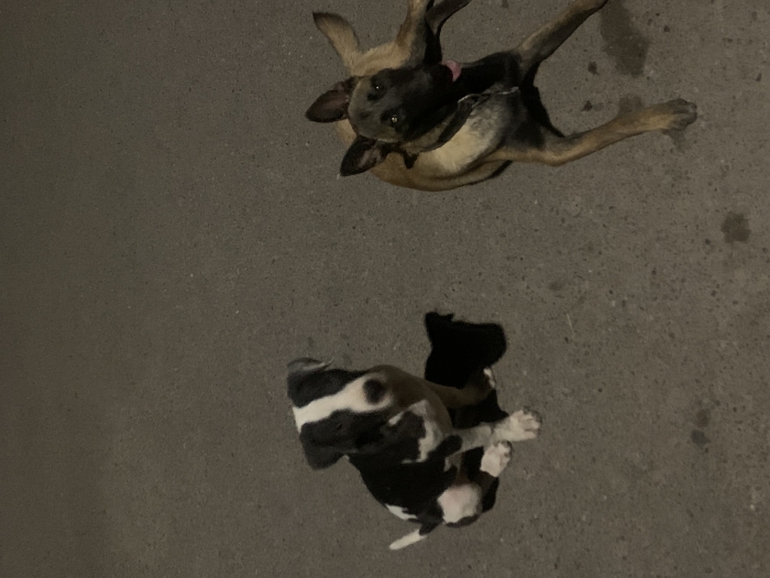 Américain Staffordshire