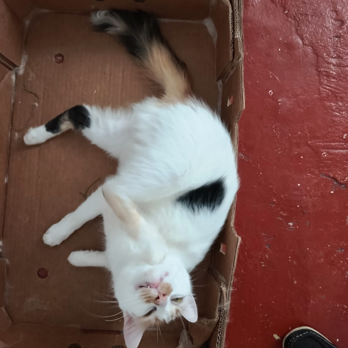 رانة لغزالة