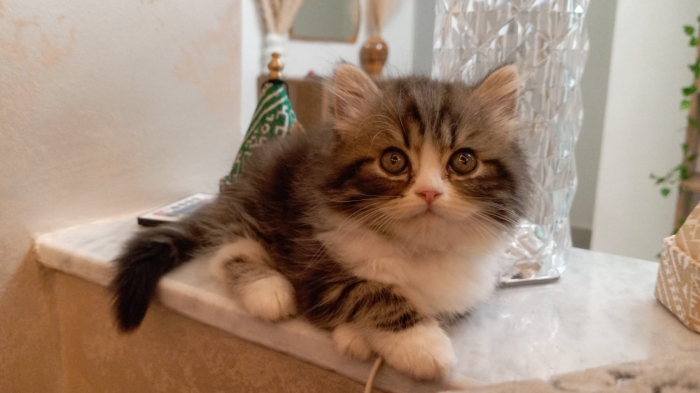 Chaton Persan Chinchilla