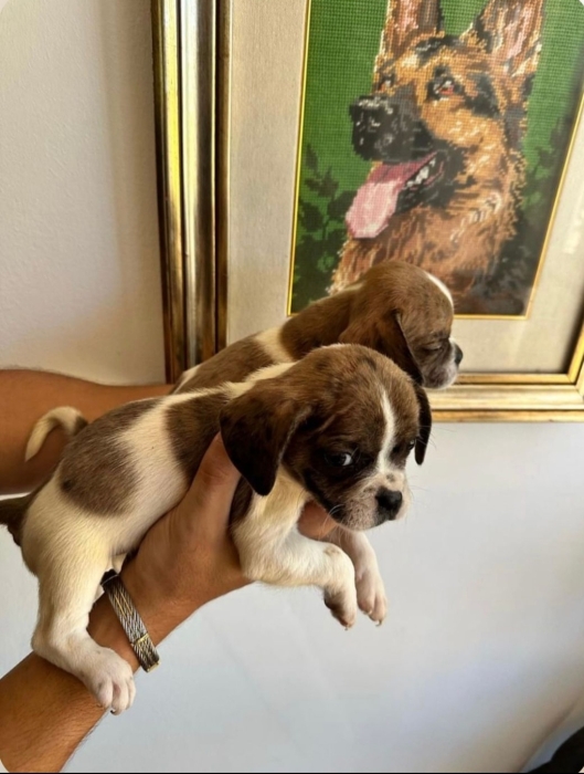 Bulldog Français Exotic Mixt Cavalier King Charles