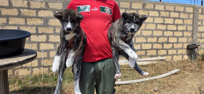 AKITA INU BRINGÉ AVEC PEDIGREE