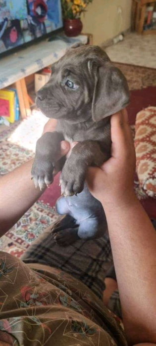2 chiots male Cane Corso