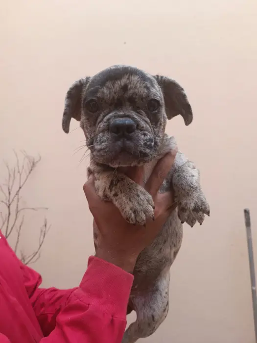 Disp chiot bulldog francais exotic