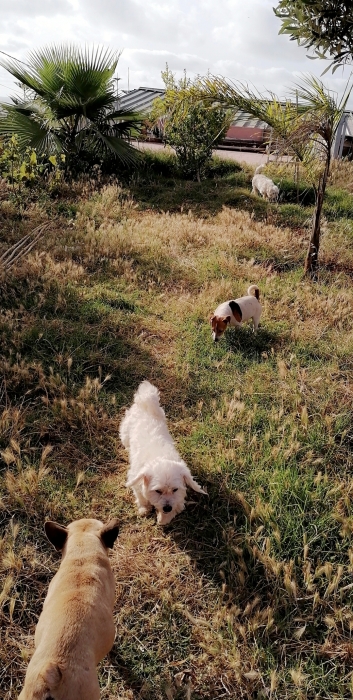 Pension canine 🎅🏻❄