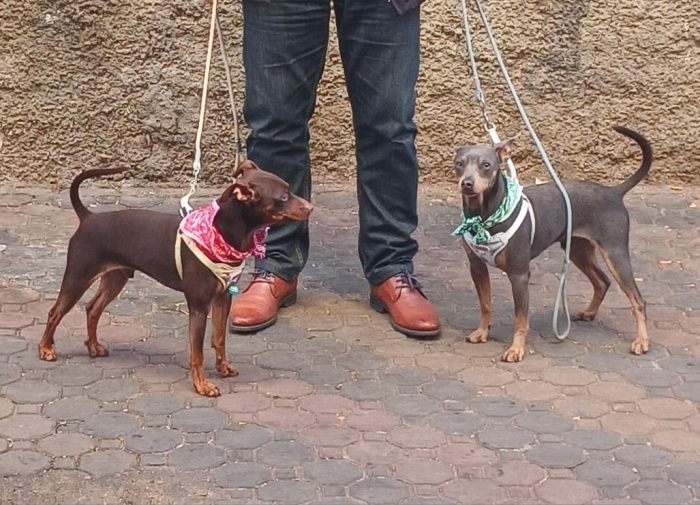 كلب Miniature Pinscher ذكر للبيع