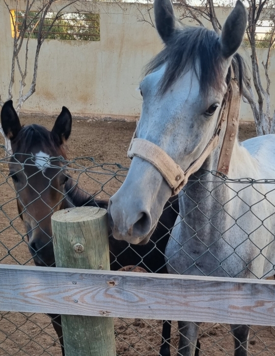 Jument + poulain à vendre