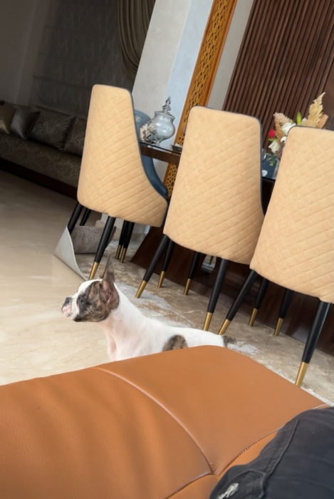 Bulldog Français male 4 mois