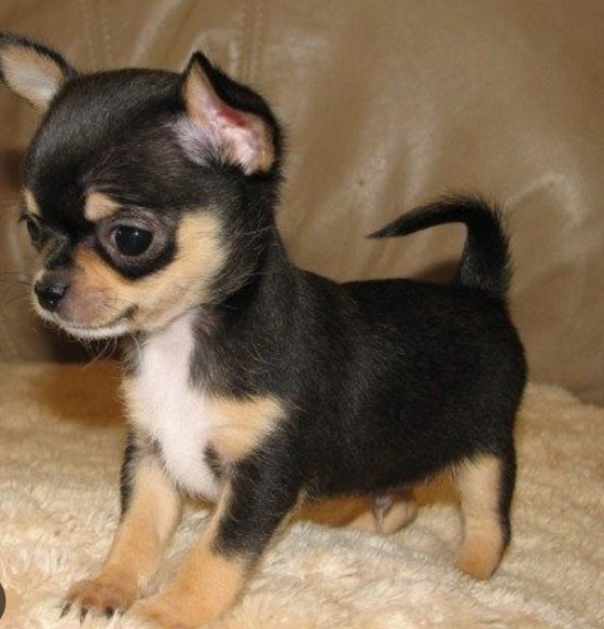 Chiwawa baby