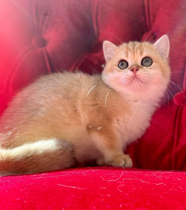 Chatons scottish et british pedigree