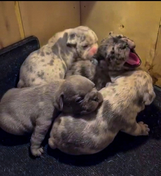 Bulldog Exotique 💥