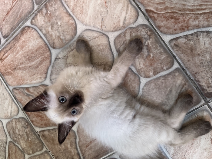 Chats snowshoe pour adoption