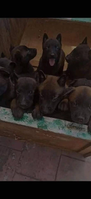 Super chiots malinois charboni