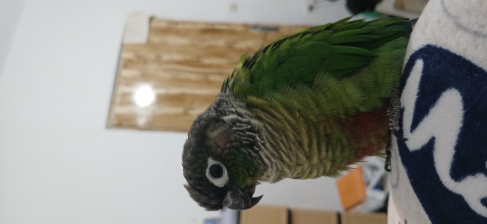 Molina conure dressé