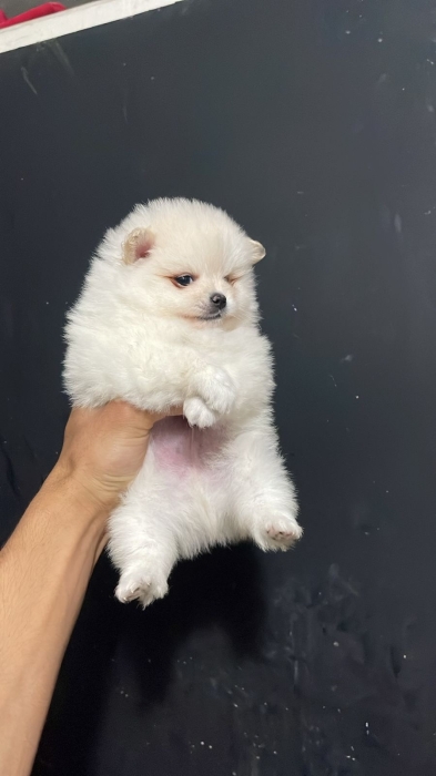 Spitz nain loulou de pomeranie