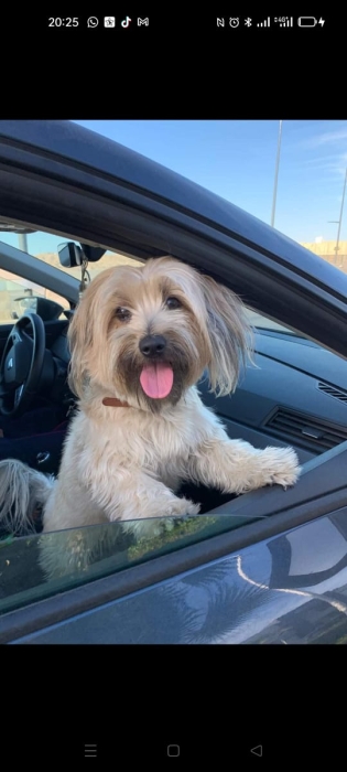 Je Chercher chien  mal shih tzu adulte