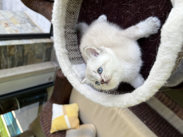 Scottish straight mâle